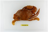 藏品(日本蟳)的圖片